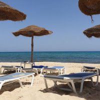 گلدن تولیپ تاج سلطان حمامت
